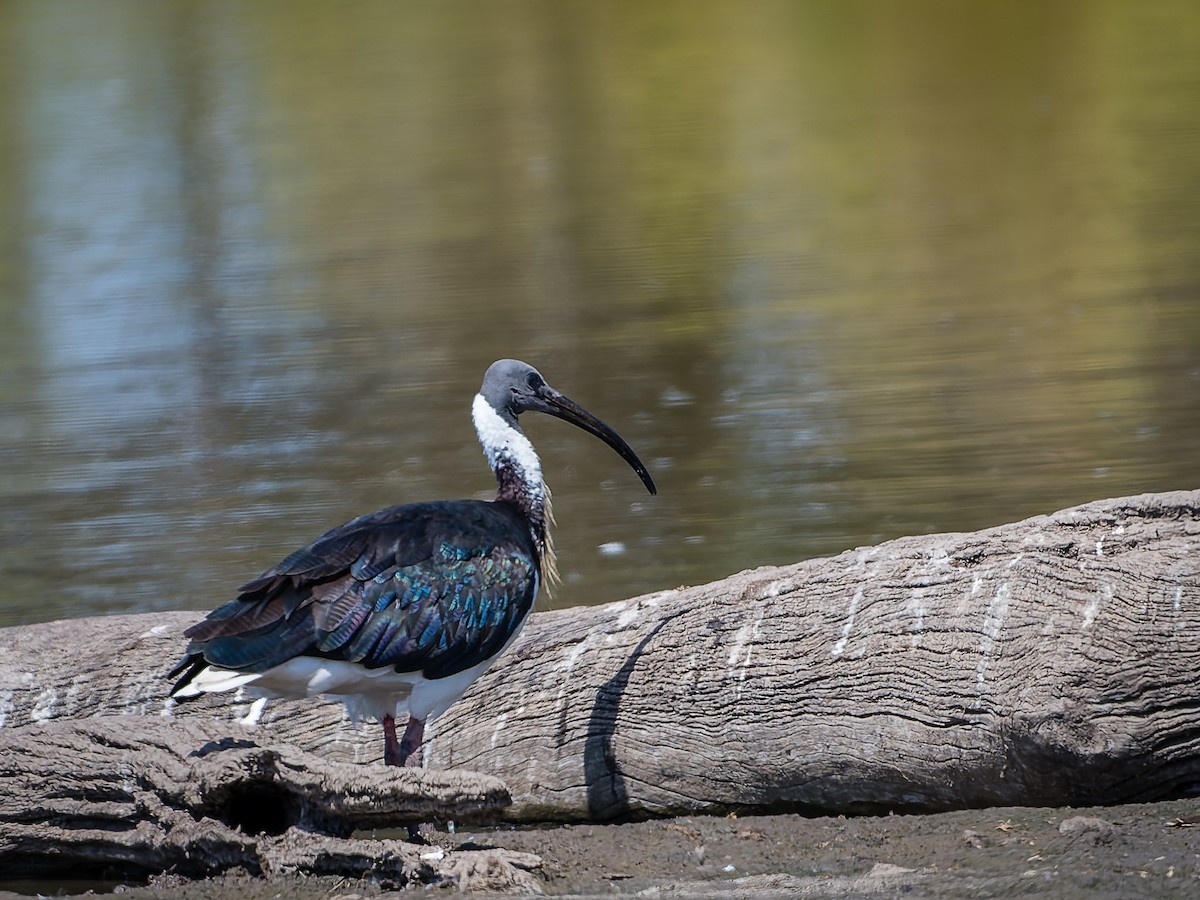 ibis slámokrký - ML610226898
