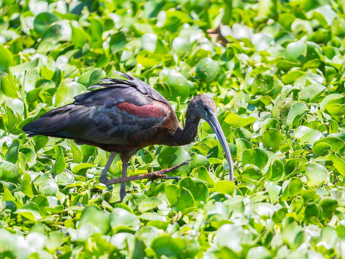 Glossy Ibis - Neil Cameron