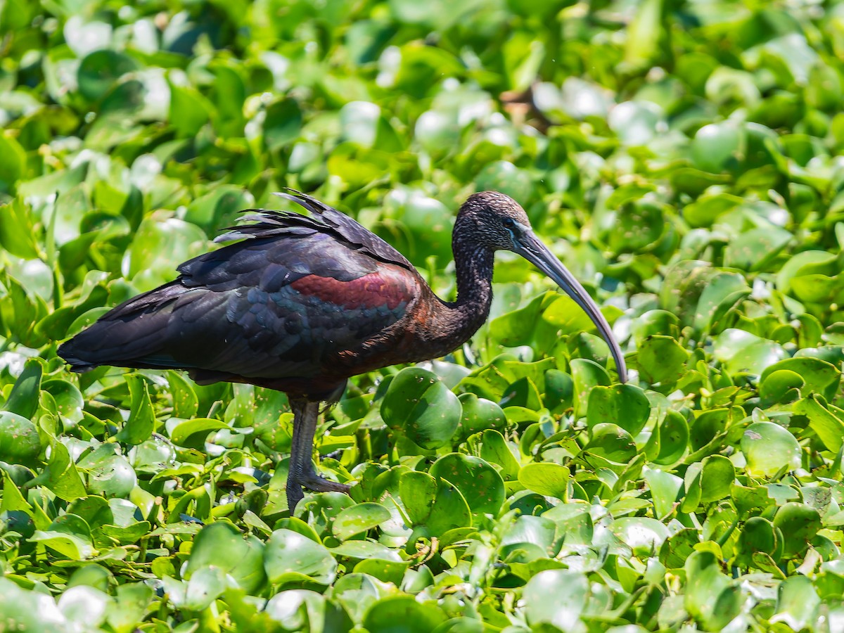 Glossy Ibis - ML610226902