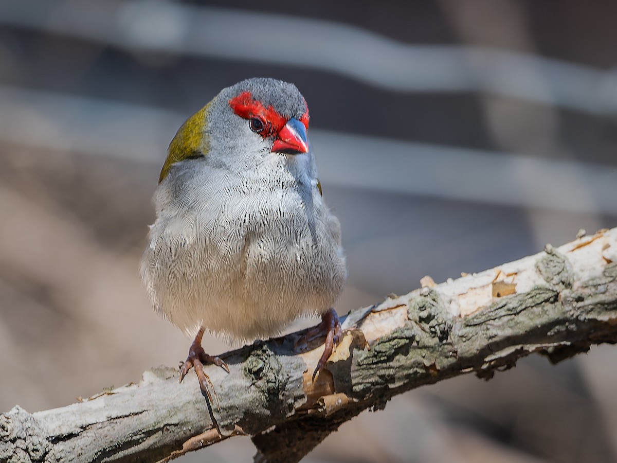 Red-browed Firetail - ML610226908
