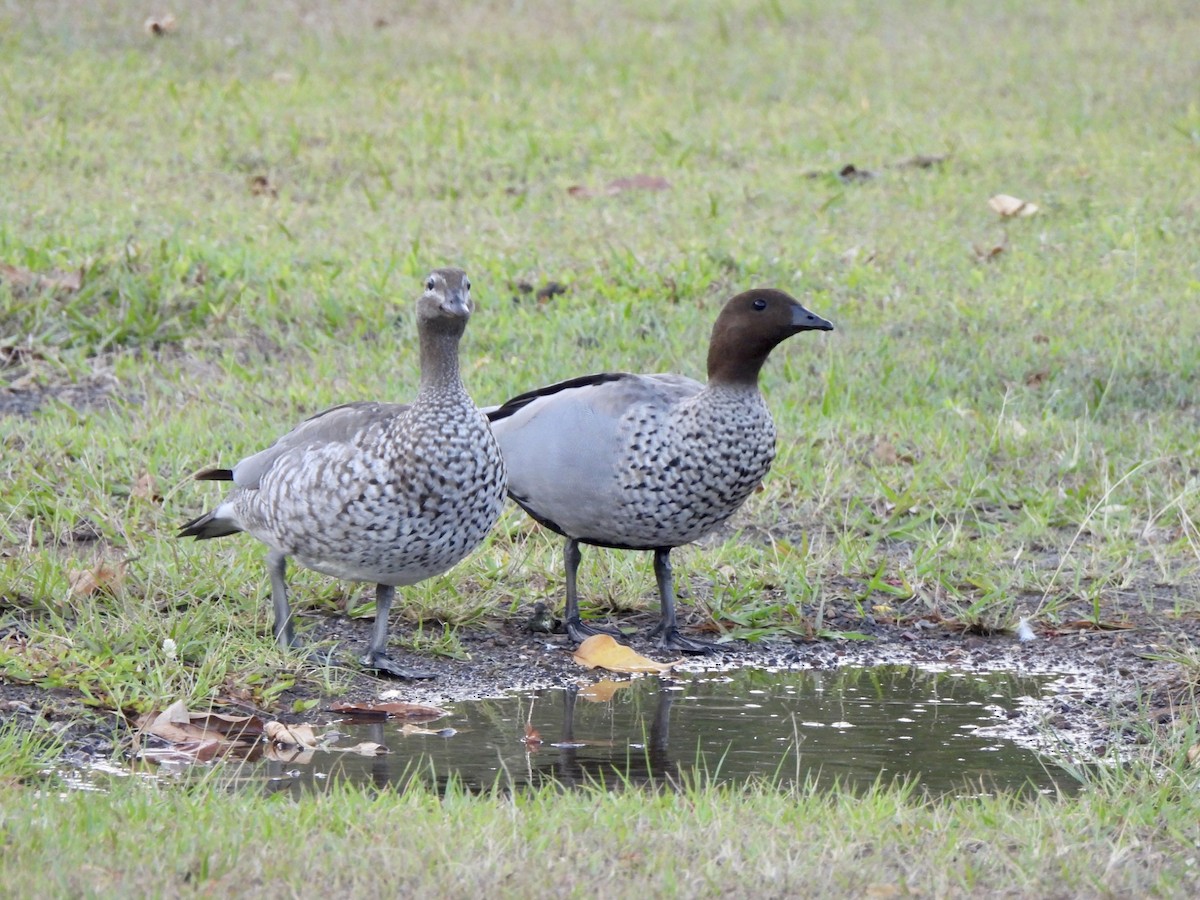 Oca arborea australiana - ML610226934