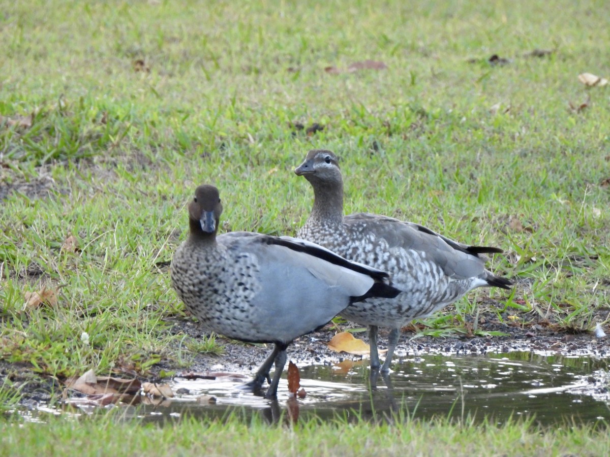 Oca arborea australiana - ML610226935