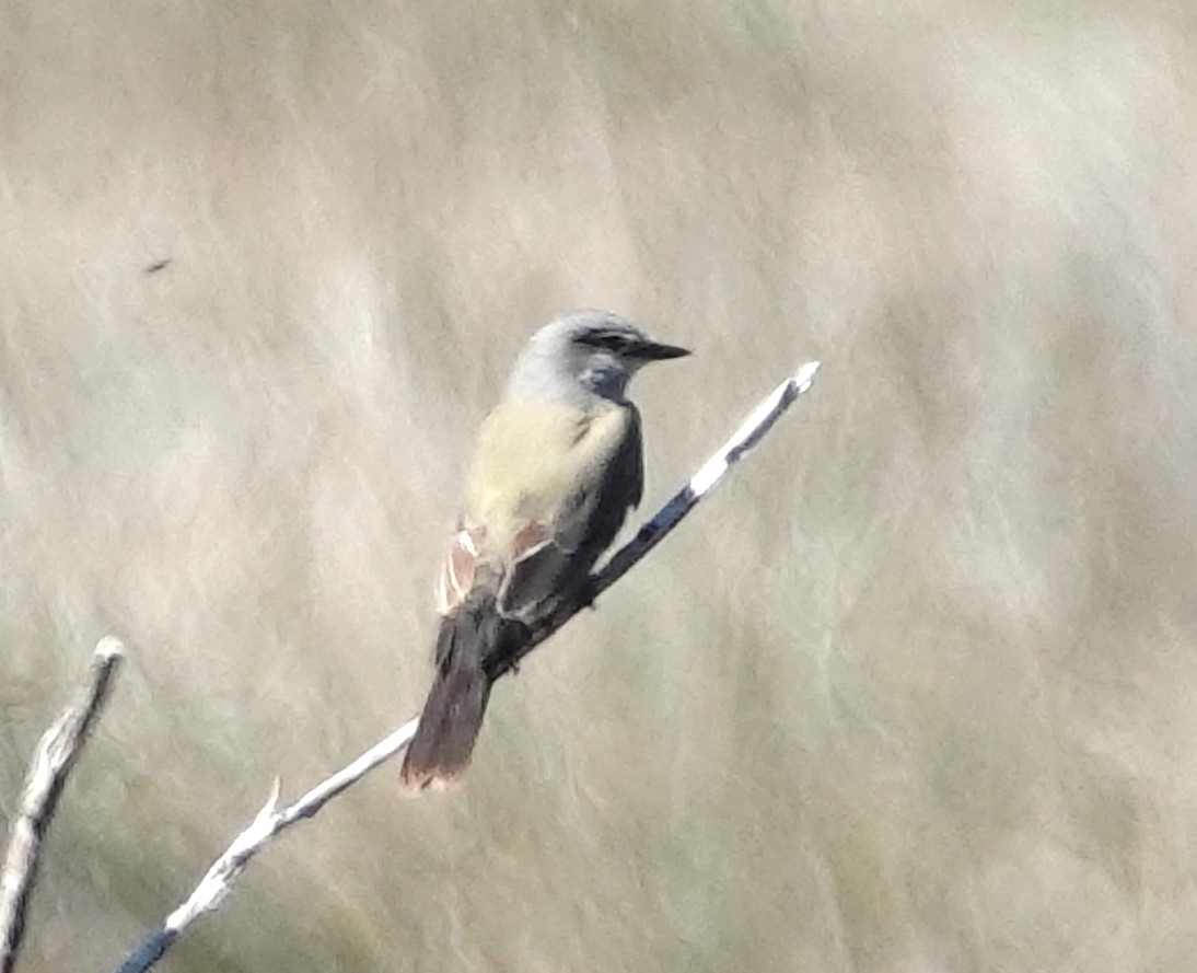 Western Kingbird - ML610226938