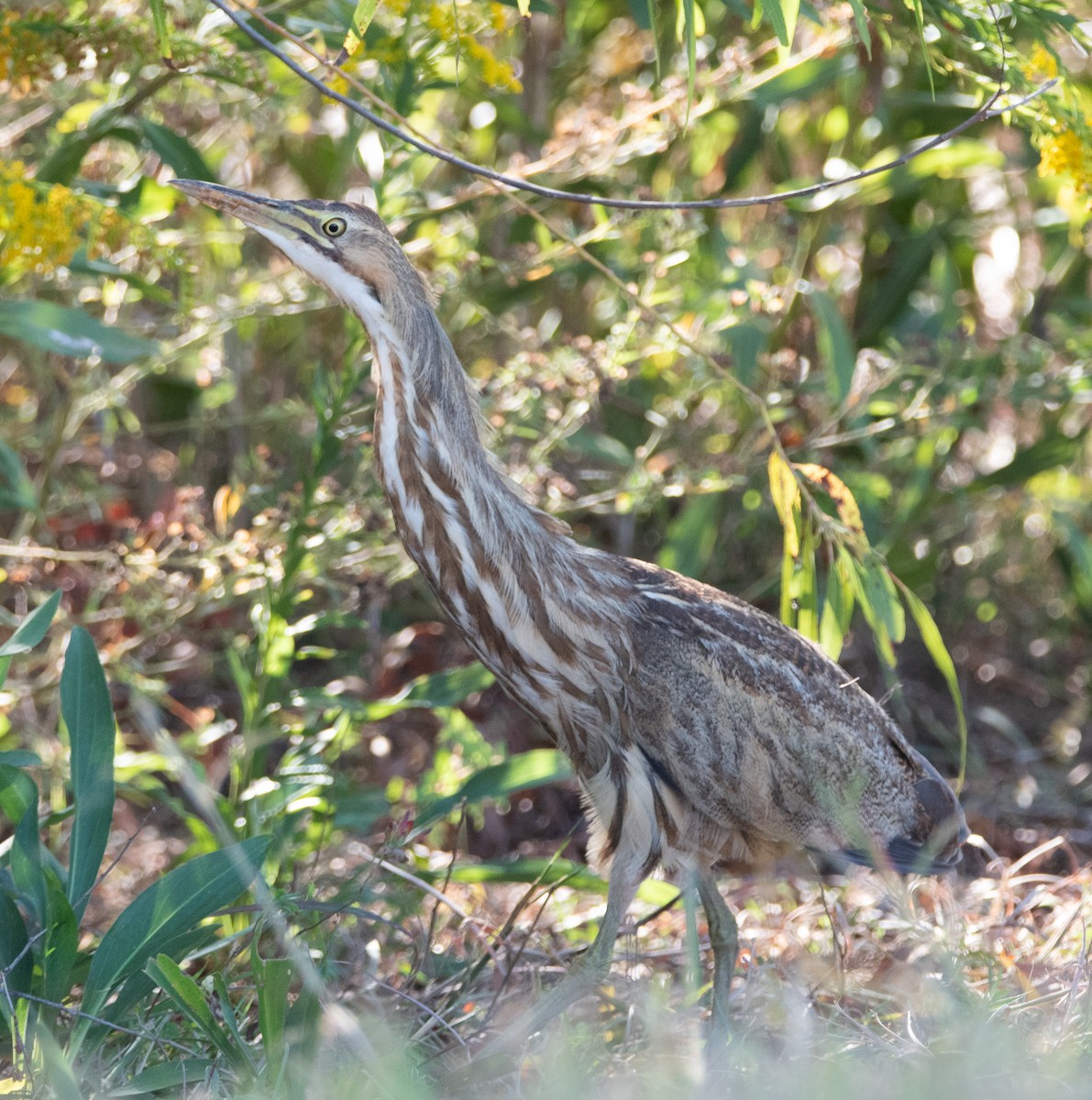 American Bittern - Tu Wren