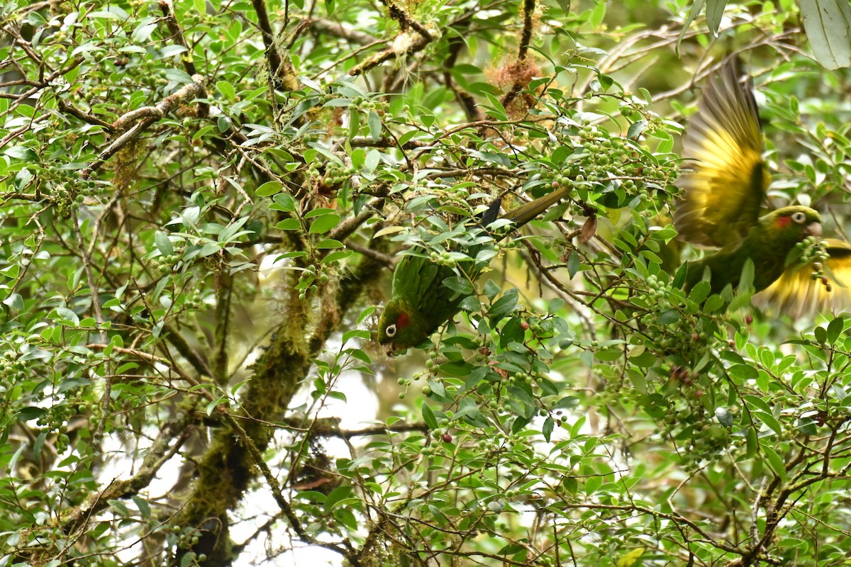 Sulphur-winged Parakeet - Cristhian Ureña