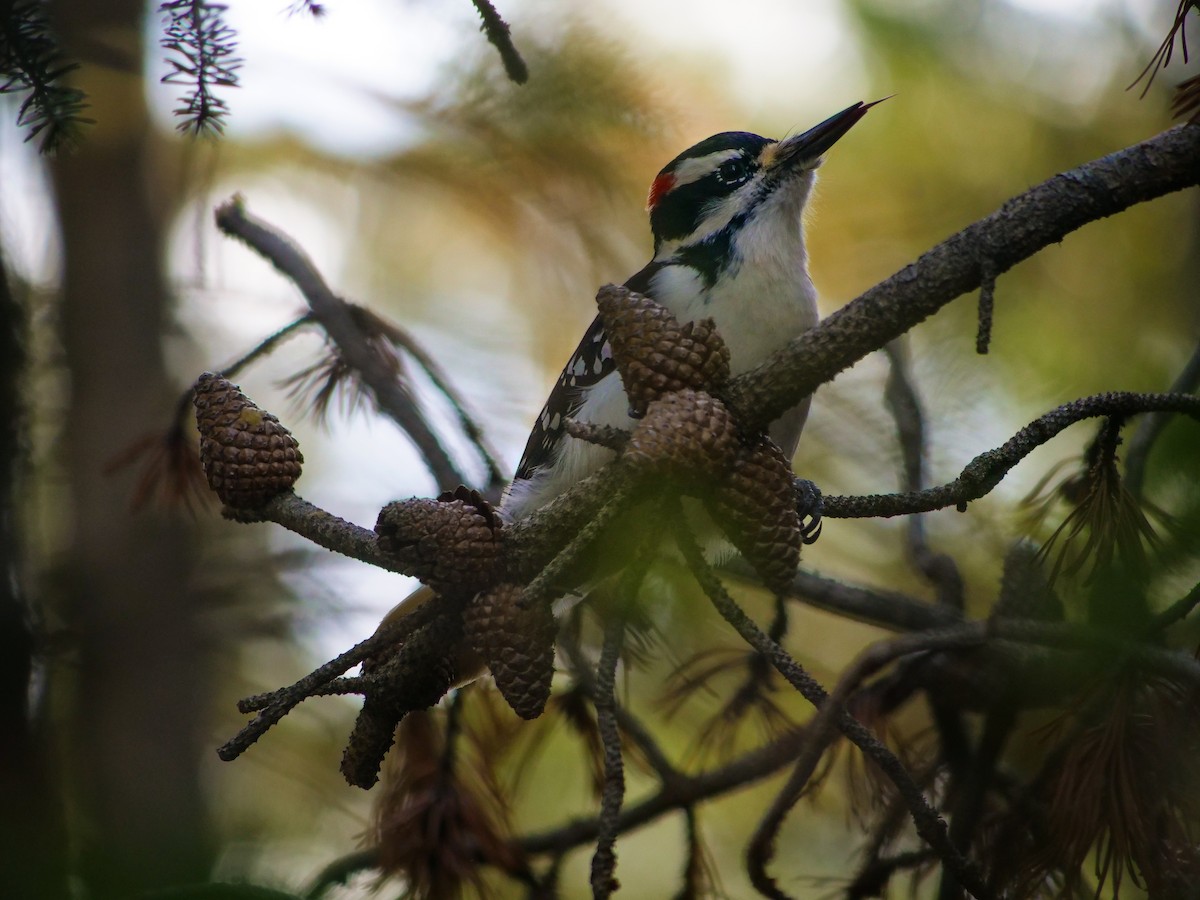 Hairy Woodpecker - Bob Izumi