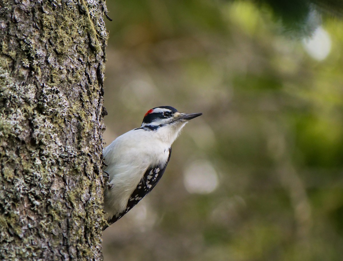 Hairy Woodpecker - ML610227009