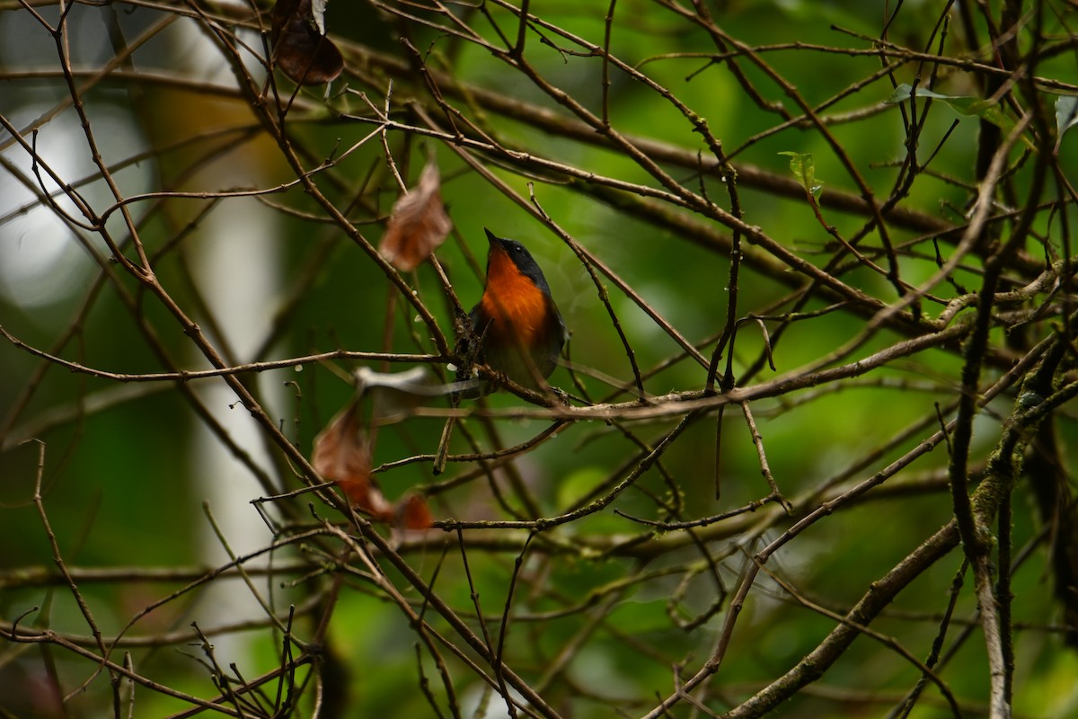 Flame-throated Warbler - Cristhian Ureña