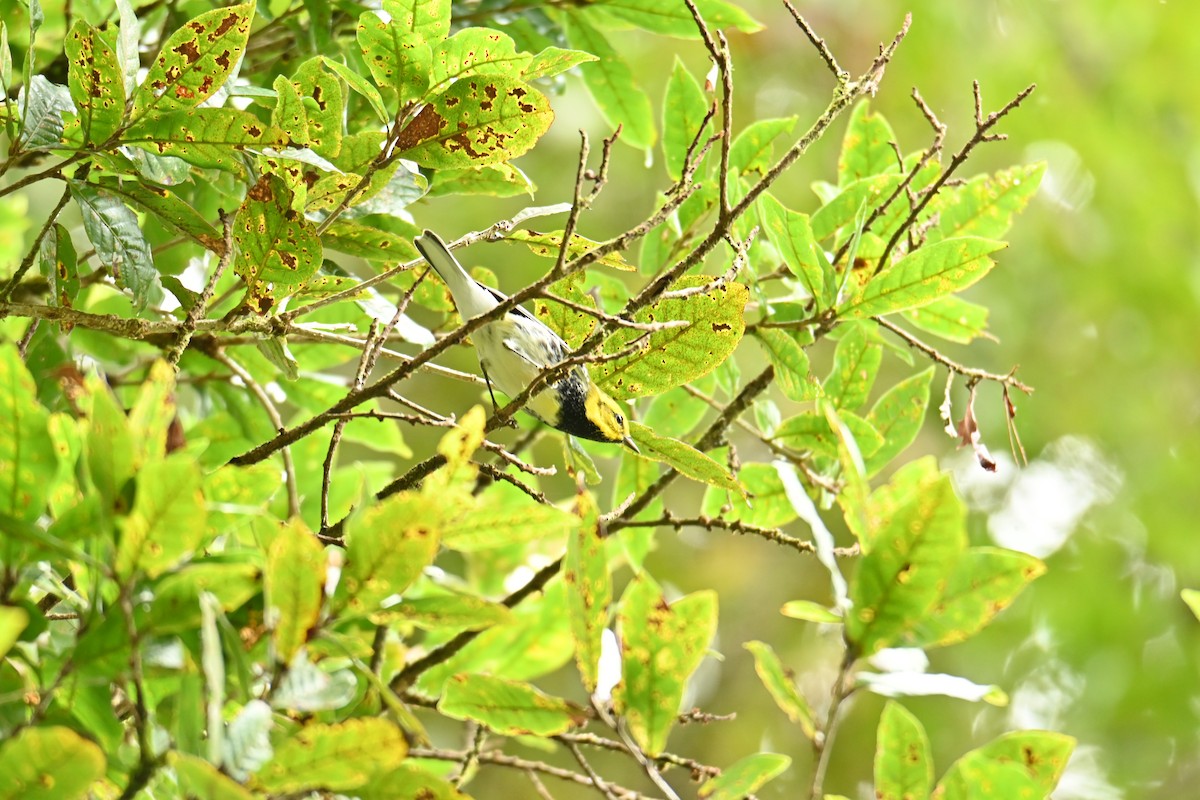 Black-throated Green Warbler - Cristhian Ureña