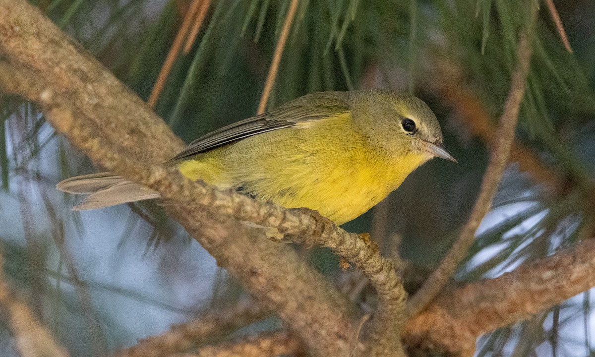 lesňáček hvězdičkový (ssp. lutescens) - ML610227076