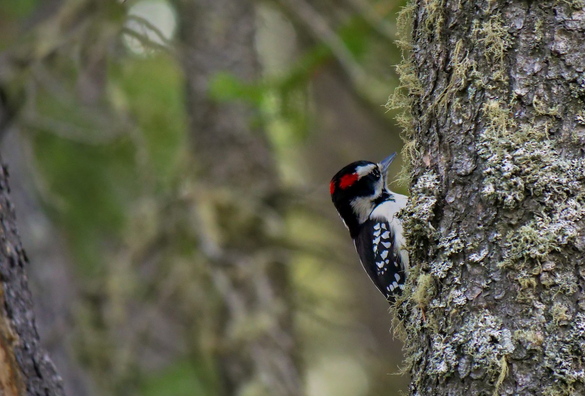 Hairy Woodpecker - Bob Izumi