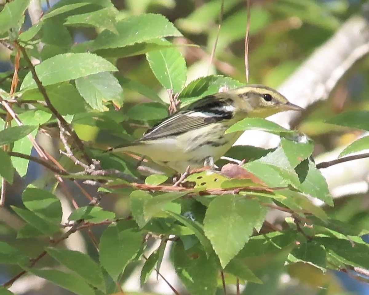 Blackburnian Warbler - Karen Hogan