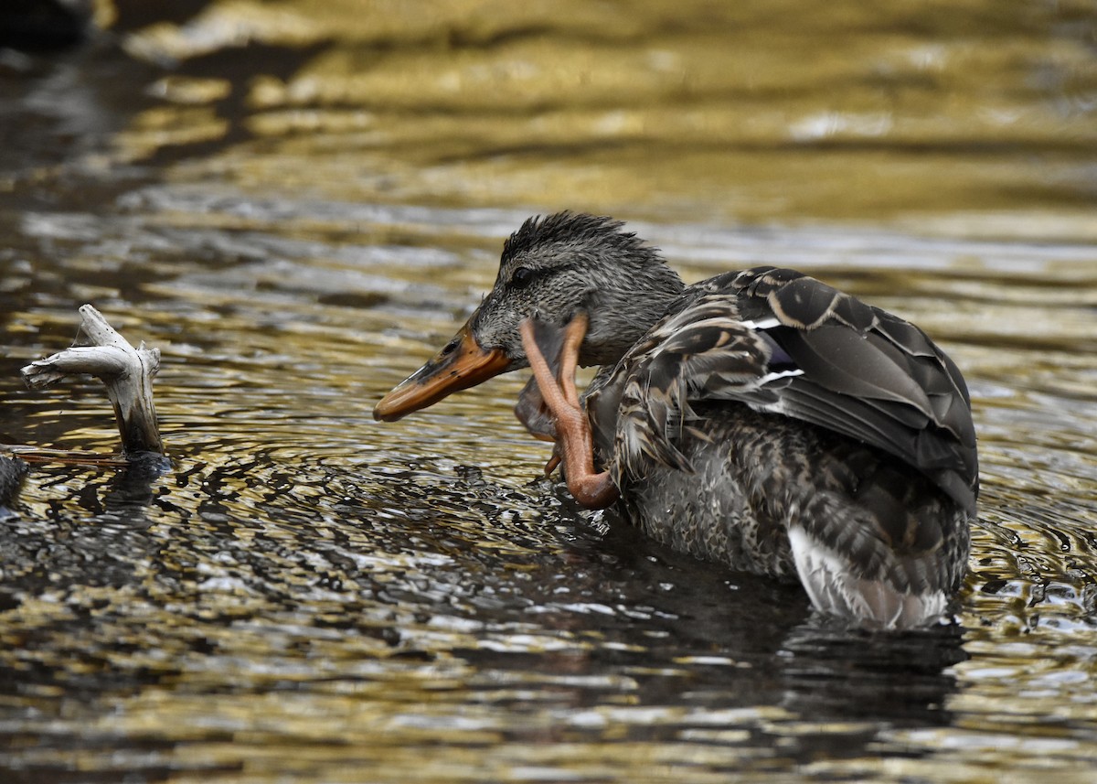 Canard colvert - ML610227113