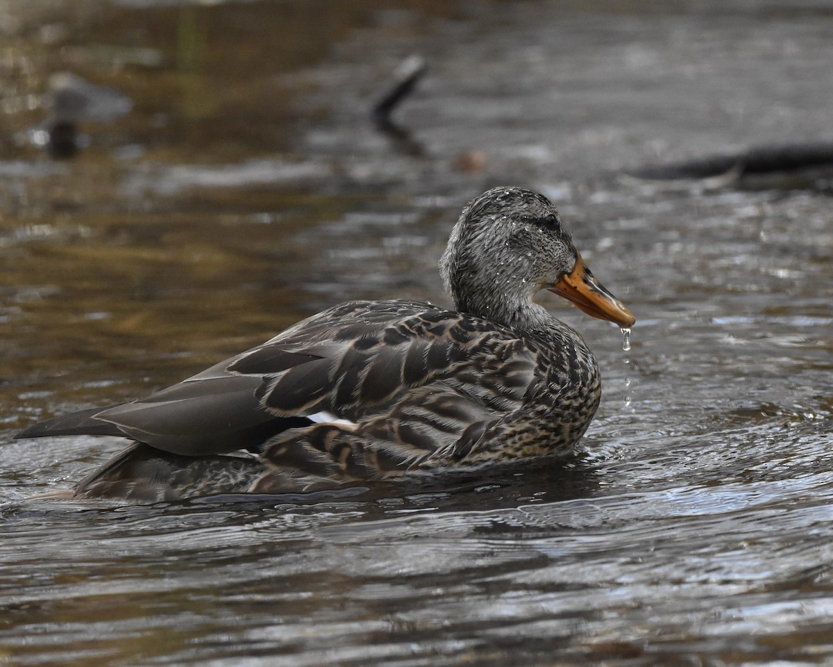 Canard colvert - ML610227114