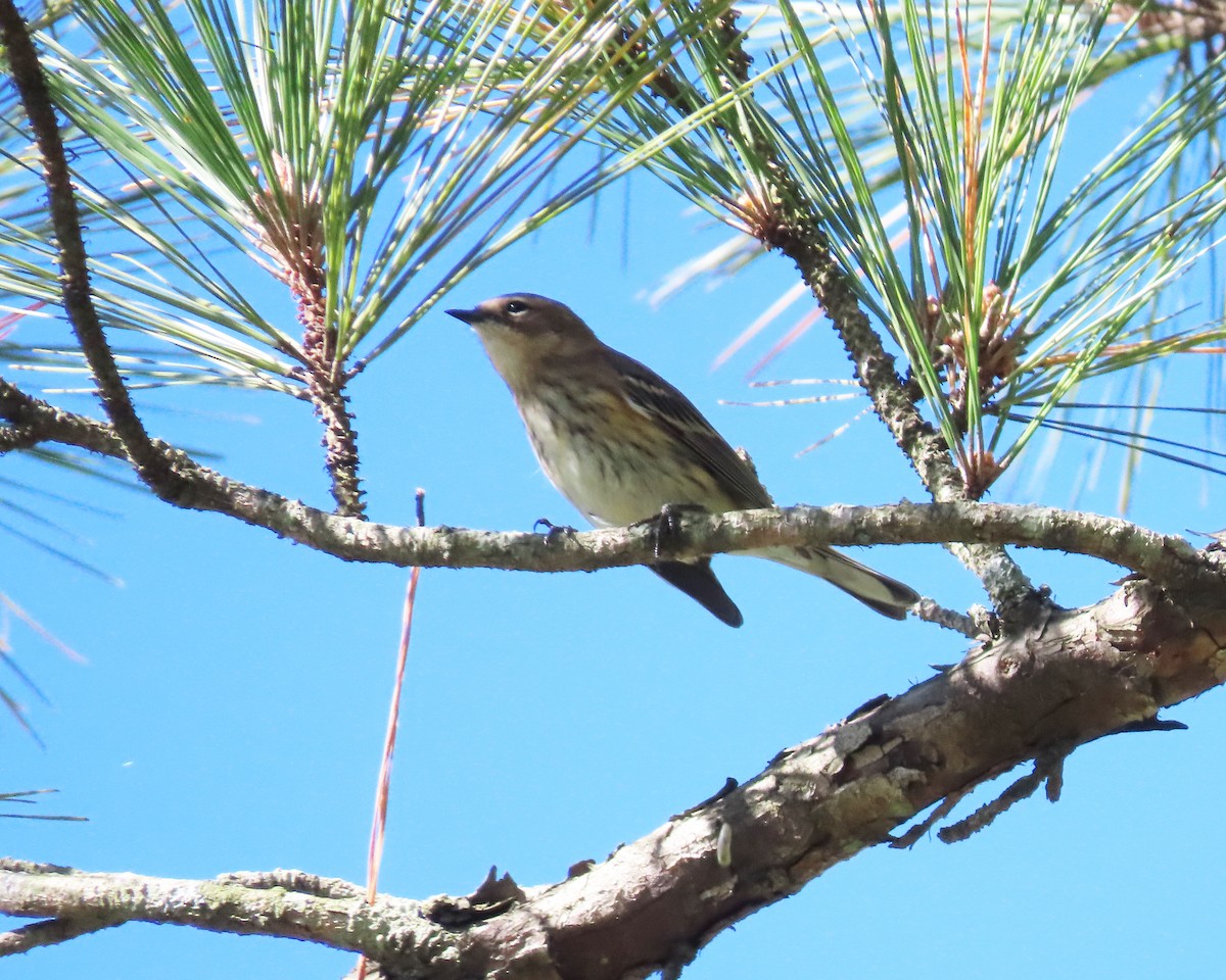 Yellow-rumped Warbler - ML610227170