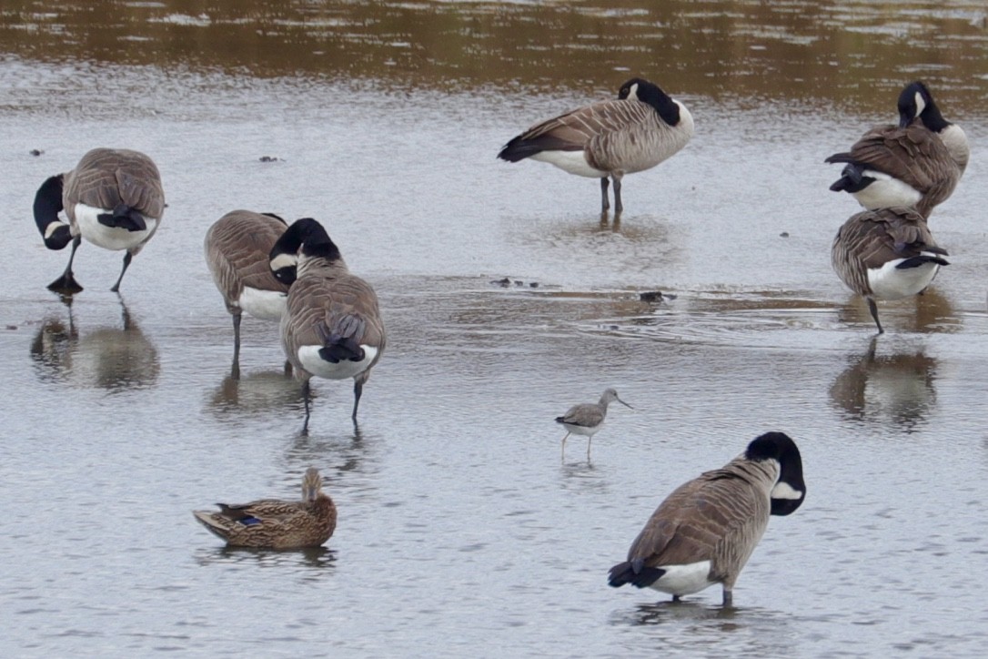 Greater Yellowlegs - ML610227182