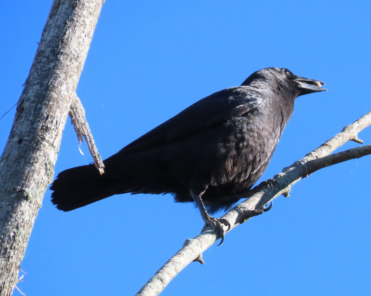 American Crow - ML610227190