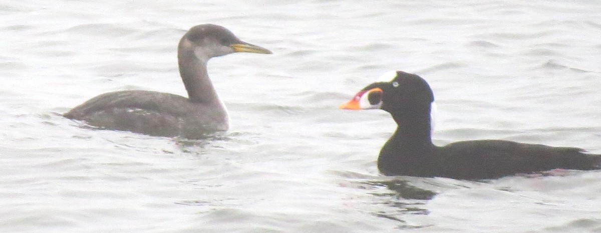 Red-necked Grebe - ML610227265