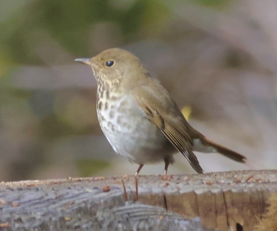 Hermit Thrush - ML610227302