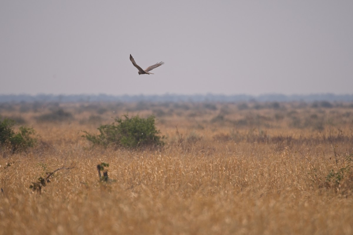 African Marsh Harrier - Paul McDonald