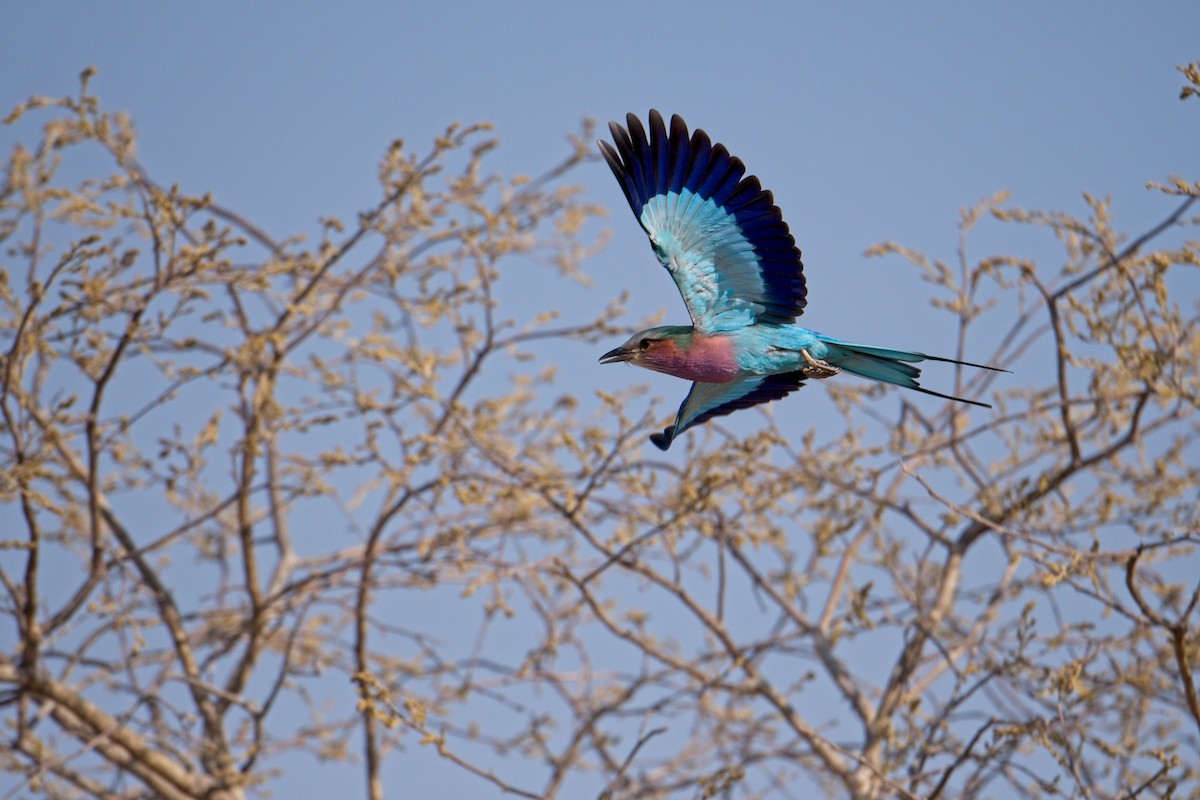 Lilac-breasted Roller - ML610227395