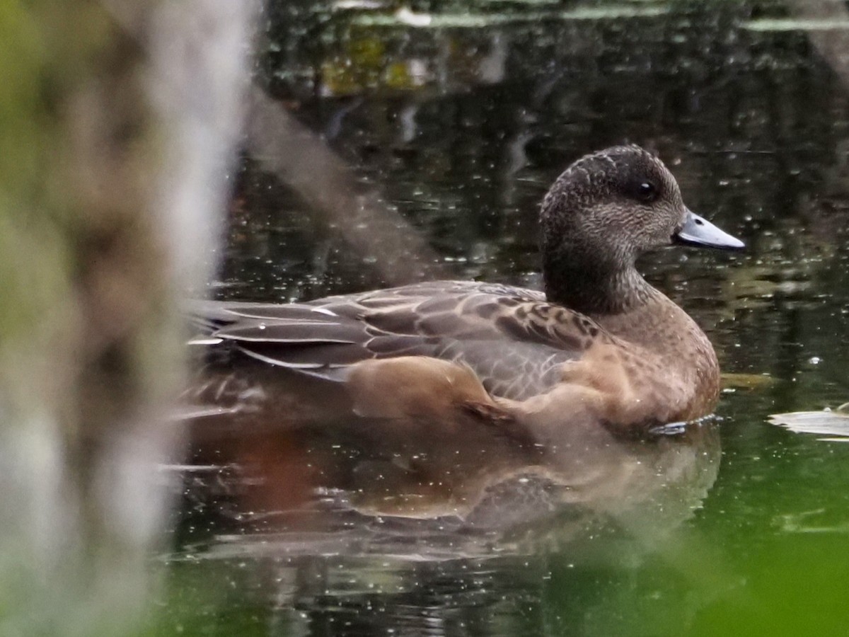 American Wigeon - ML610227469