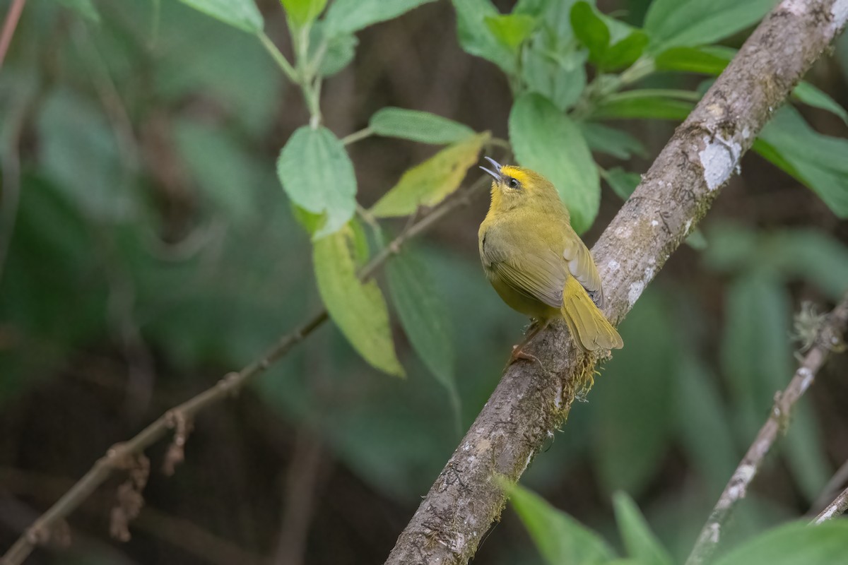 Pale-legged Warbler - ML610227510