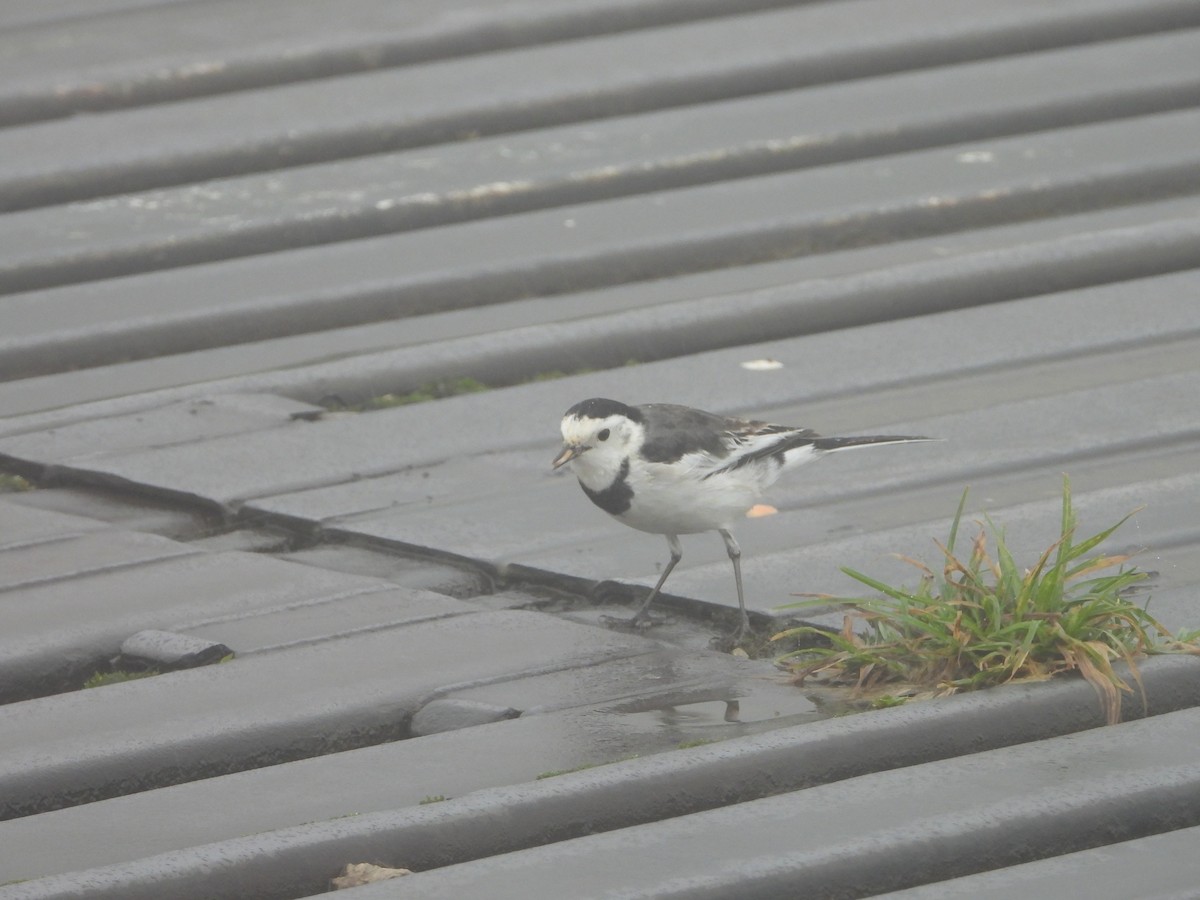 White Wagtail - ML610227524