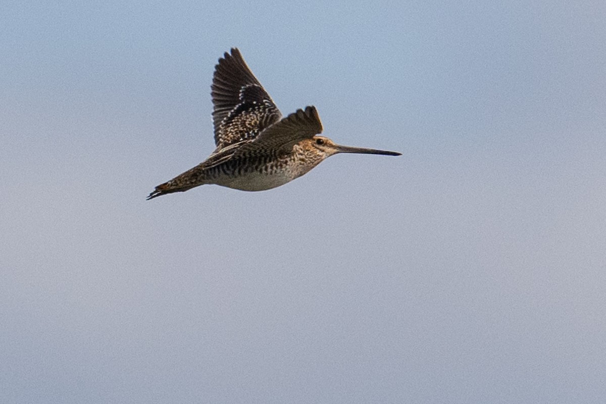 Wilson's Snipe - ML610227531