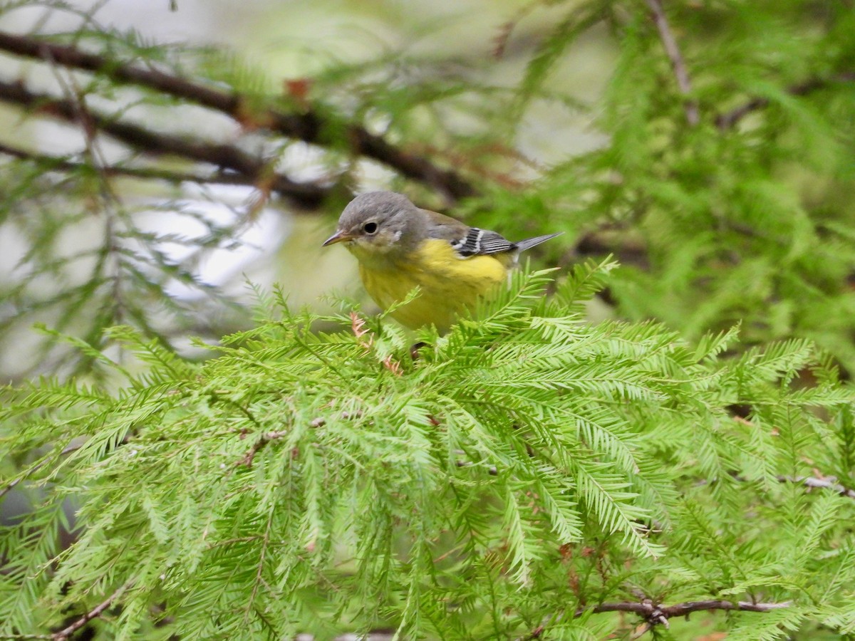 Magnolia Warbler - ML610227580