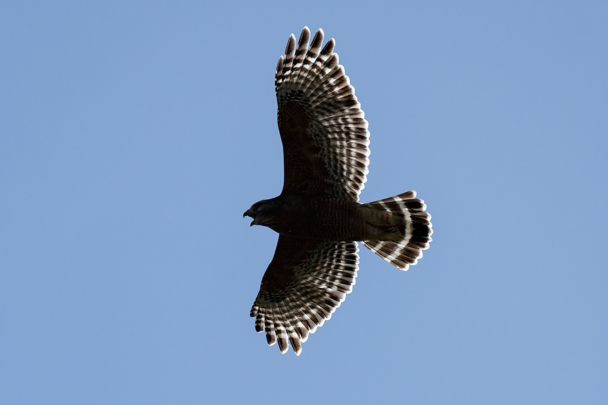 Red-shouldered Hawk - ML610227593