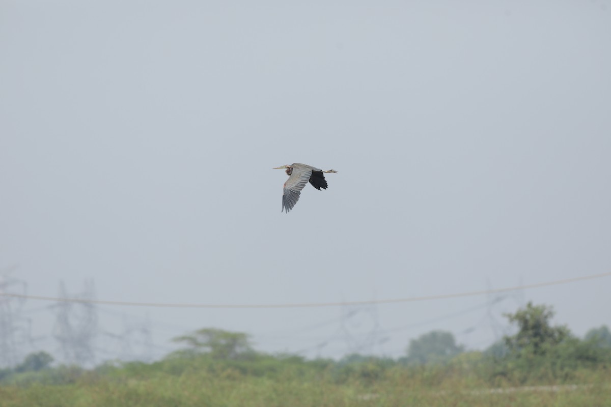 Purple Heron - sasidharan manekkara