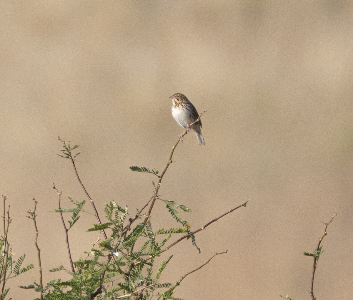 Baird's Sparrow - ML610227647