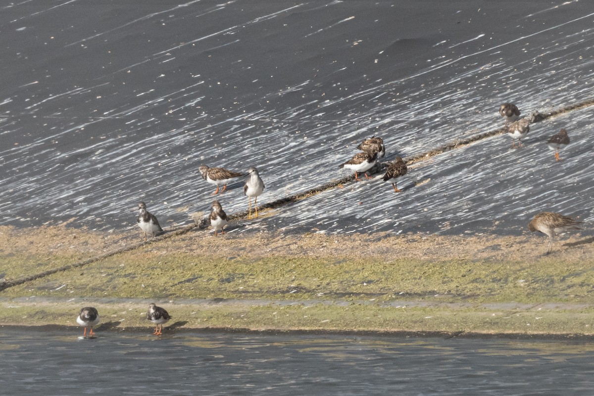 Lesser Yellowlegs - ML610227673