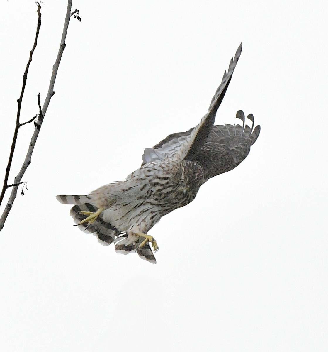 Cooper's Hawk - ML610227693