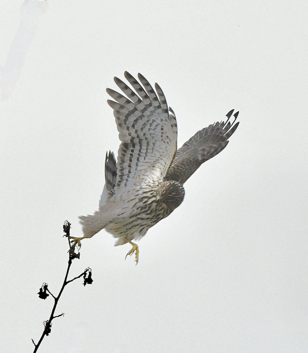 Cooper's Hawk - ML610227694