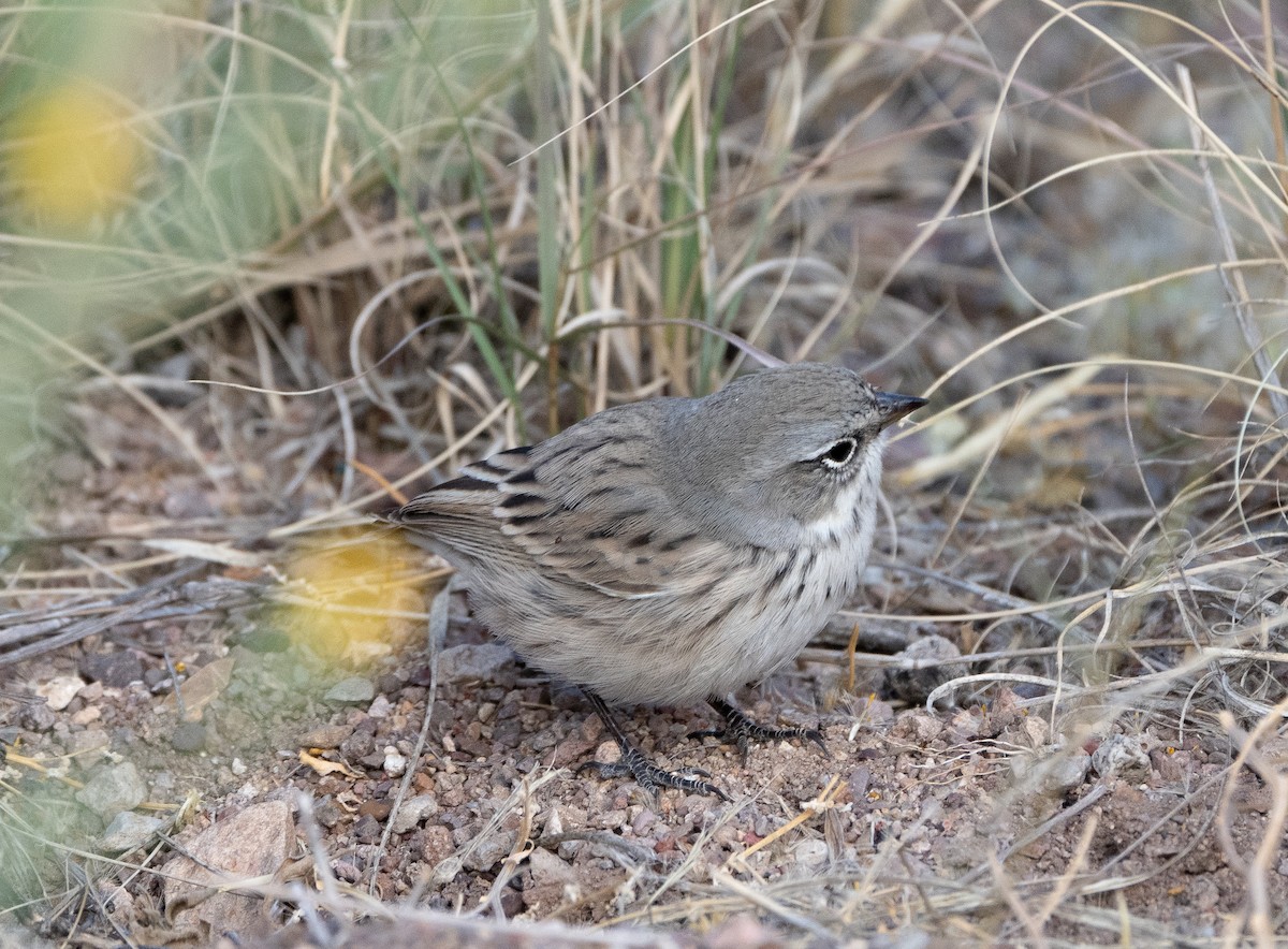 Sagebrush Sparrow - ML610227695