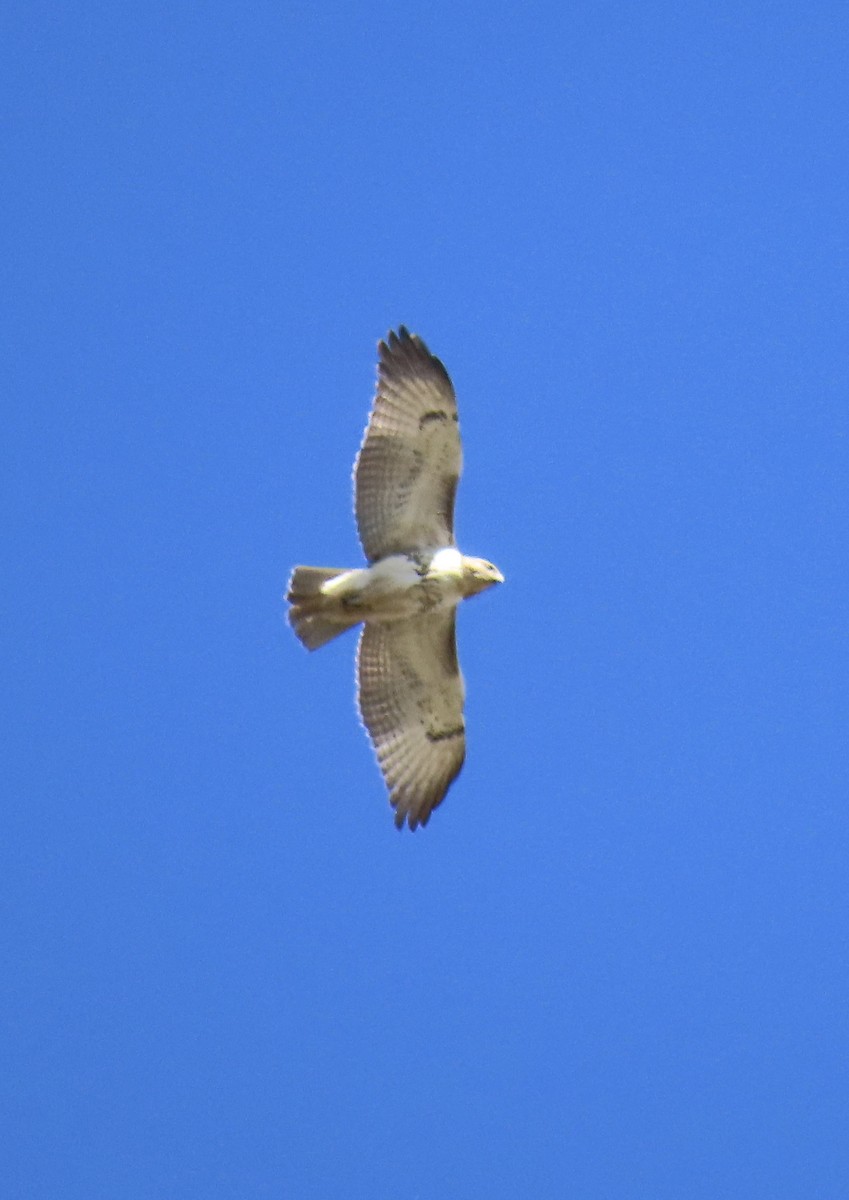 Red-tailed Hawk - ML610227708