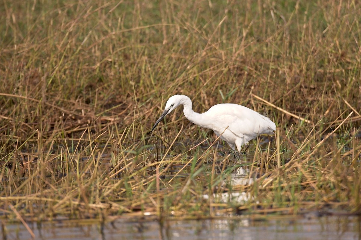 Little Egret (Western) - Paul McDonald