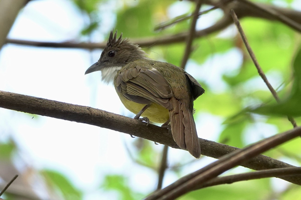 Brown-cheeked Bulbul - ML610227931