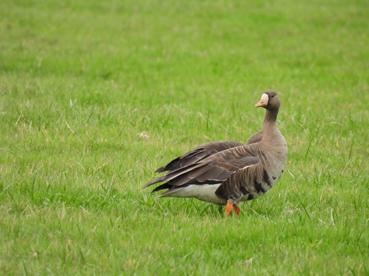 Greater White-fronted Goose - Tina Toth