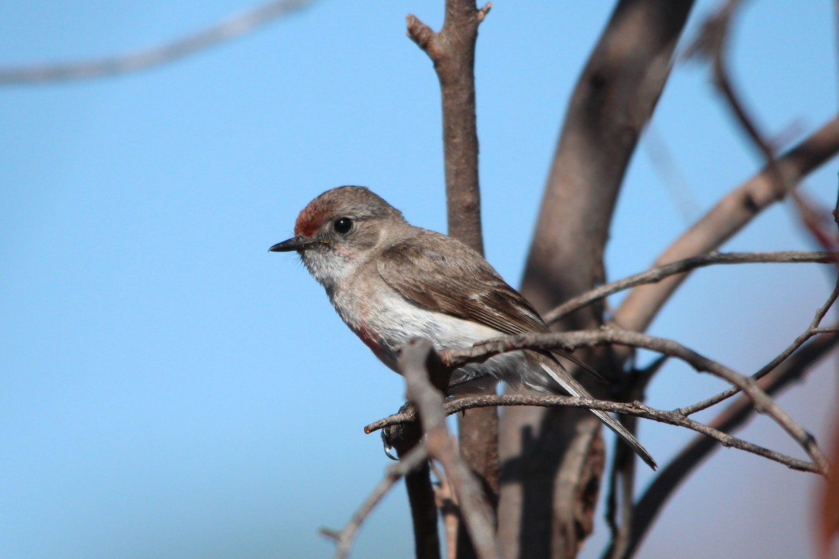 Red-capped Robin - ML610227956