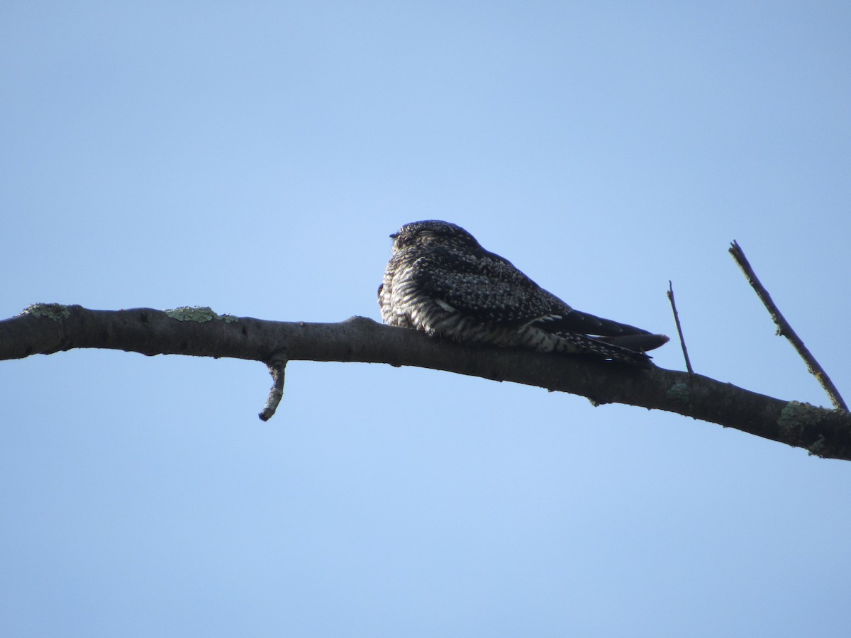 Common Nighthawk - Larry López