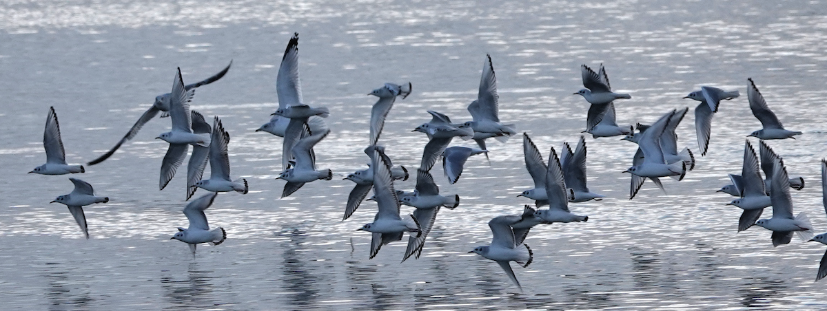 Bonaparte's Gull - ML610228040