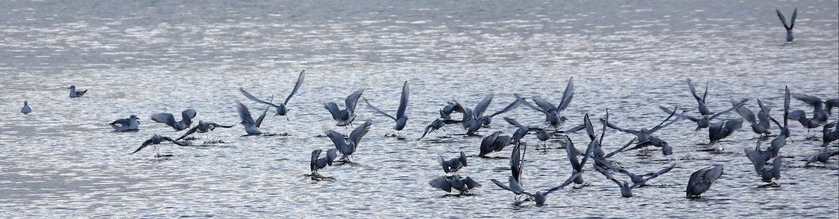 Bonaparte's Gull - ML610228041