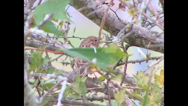 Vesper Sparrow - ML610228077