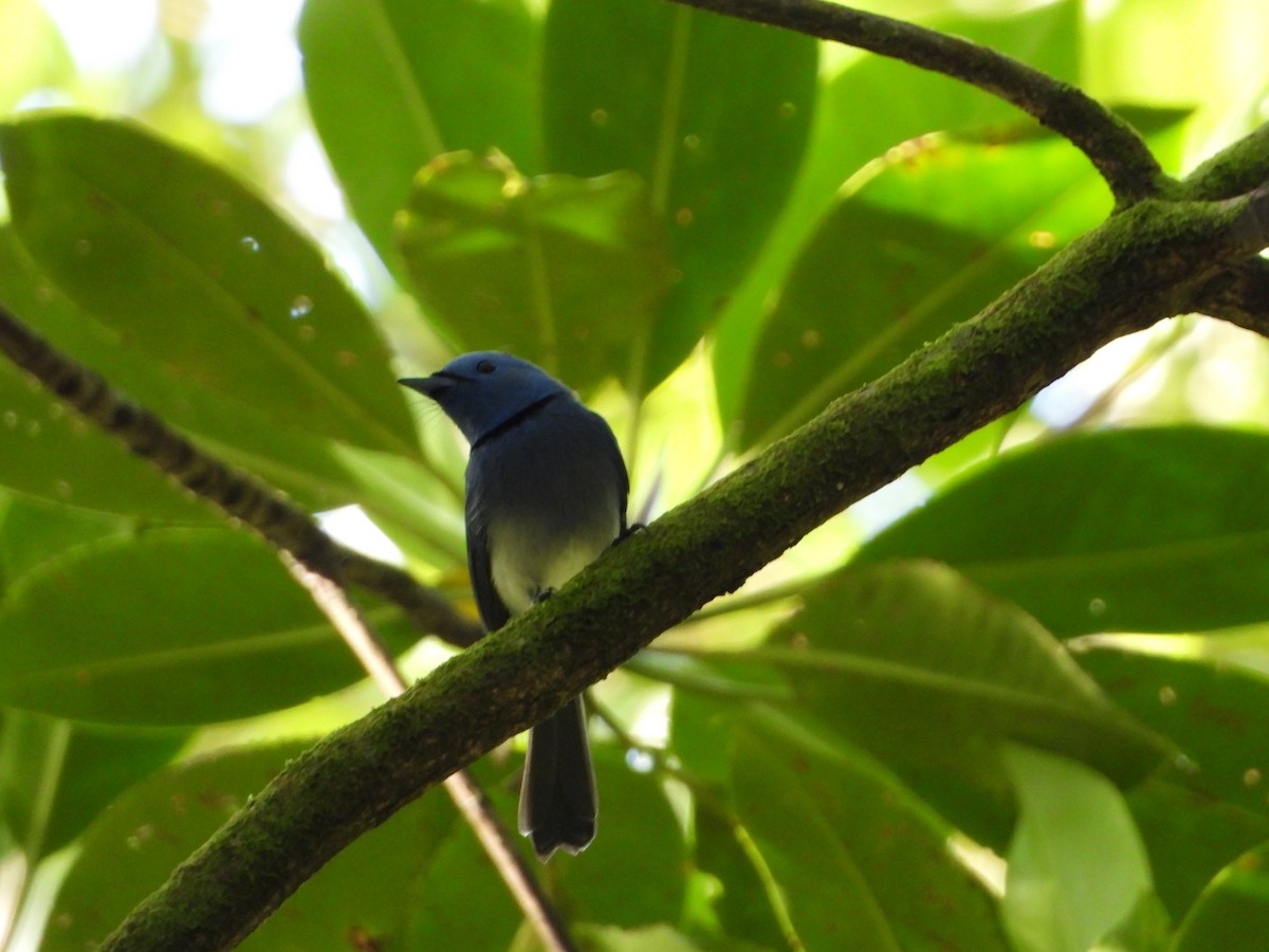 Black-naped Monarch - ML610228326