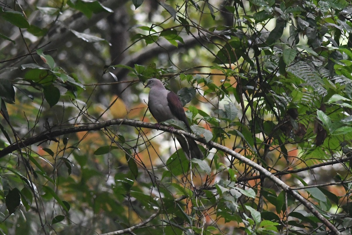 Mountain Imperial-Pigeon - ML610228334