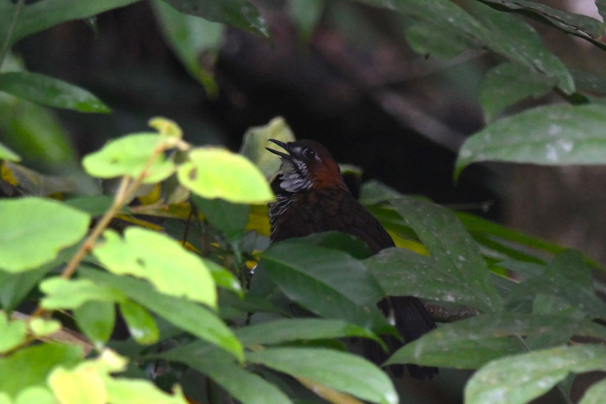 Marbled Wren-Babbler - ML610228341