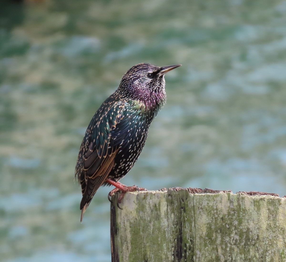 European Starling - ML610228389